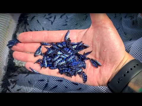 Aquarium Co-Op and Aquarist Podcast