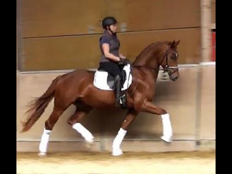 SOLD 2017 stallion by / Hengst von FOUNDATION ! www.sporthorses-online.com