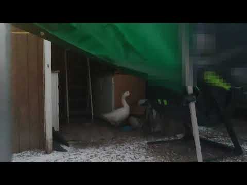 Hail, Lightning, Thunder Storm