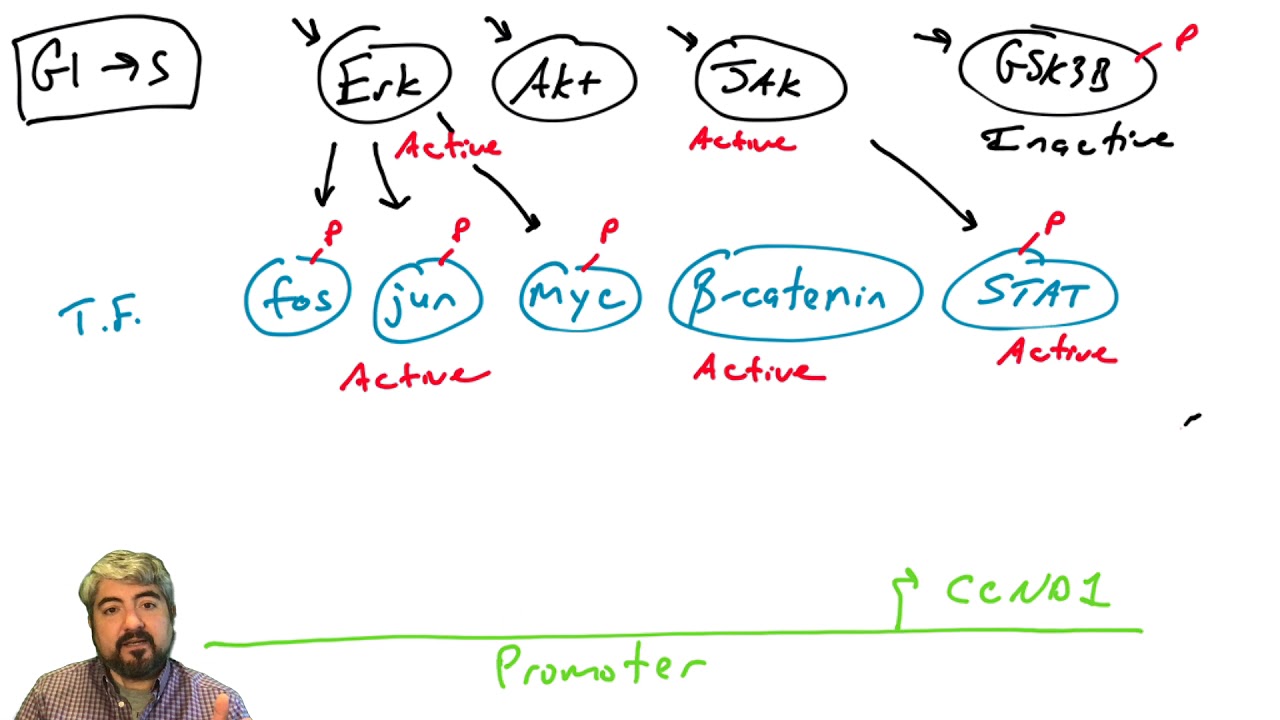 Cell cycle regulation, part 2: the Cyclin D gene - YouTube