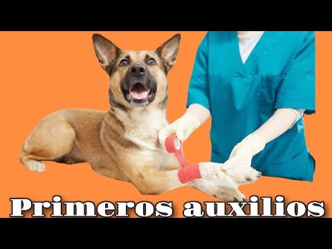 PRIMEROS AUXILIOS EN PERROS, Asfixia, Traumatismo, Golpe de Calor y RCP.