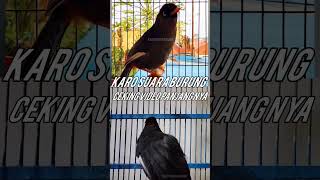 Download lagu Kombinasi Masteran Poksay gacor TOTAL.Shorts mp3