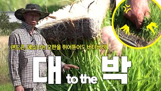 벼 농사 이앙 전에 꼭 봐야 할 무복토 매트 형성 노하우-! (벼 모판을 정말로 쥐어뜯어 보았습니다)