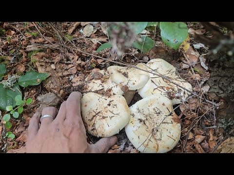 PINE Mushrooms Foraging on the 4th of JULY. 😲 🎆 🎇  Pt.3 FINAL.
