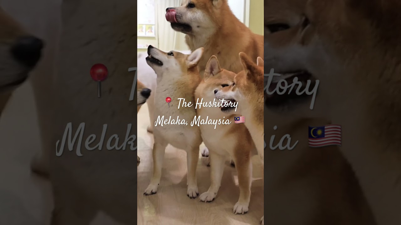 YouTube Short thumbnail