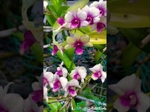 Dendrobium Orchids Flowering Tip
