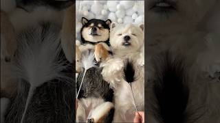 Manyu & Bai | Immersive Healing asmr · A Gentle Year in Review