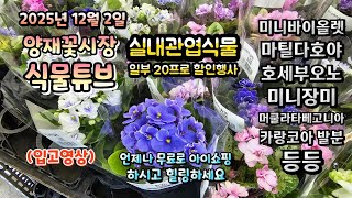양재꽃시장 식물튜브 25년 12월 2일 입고 식물들 시청 하시면서 힐링타임 되세요~~~ #양재꽃시장 #식물튜…