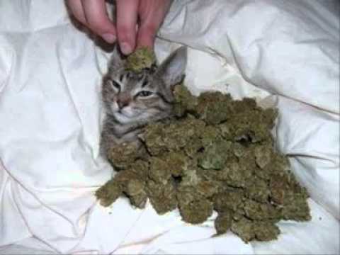 La Poisse - Cumulonimbus - Hip Hop Instrumental