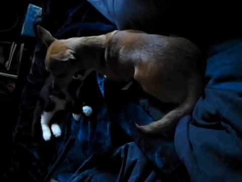 Meaky giving Tara Kisses