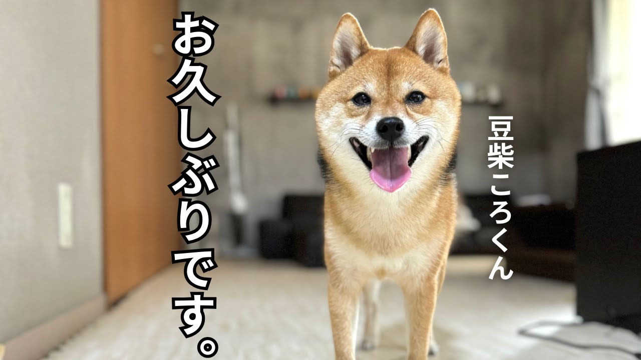 豆柴ころくん！お久しぶりです！