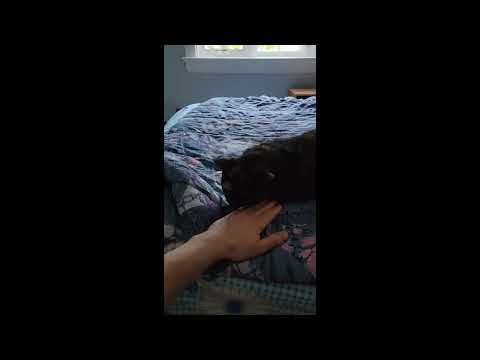 Meet Scarlett a Domestic Shorthair currently available for adoption! 8/6/2022 8:37:20 PM