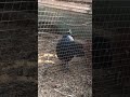 Big Black Cock