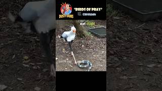 🙌🏼 Birds of Pray 🎥: birdsjade on IG (JM) #shorts