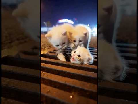 💖Playing Kittens Got Trapped on a Busy Road—Human Help Saved Them and Changed Their Lives #cat