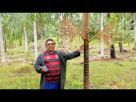 Em Anori no Amazonas Sr.José Maria com 4 anos essa planta começou a dar e tem 5 anos agora!