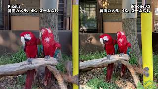 Pixel 3 vs iPhone XS: 動画比較 #4K