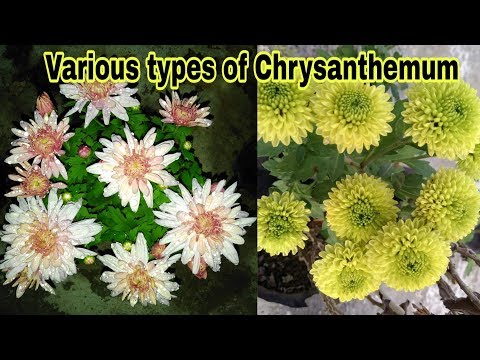 Various Types of Chrysanthemum