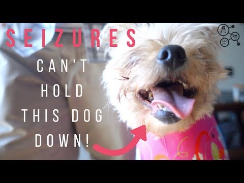 S1Ep4 - Dog who suffers from seizures finally gets help to control them
