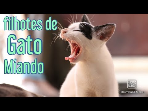Filhotes de gato chamando a mãe, filhotes de gato miando