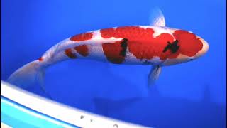 video van Sanke 2504050