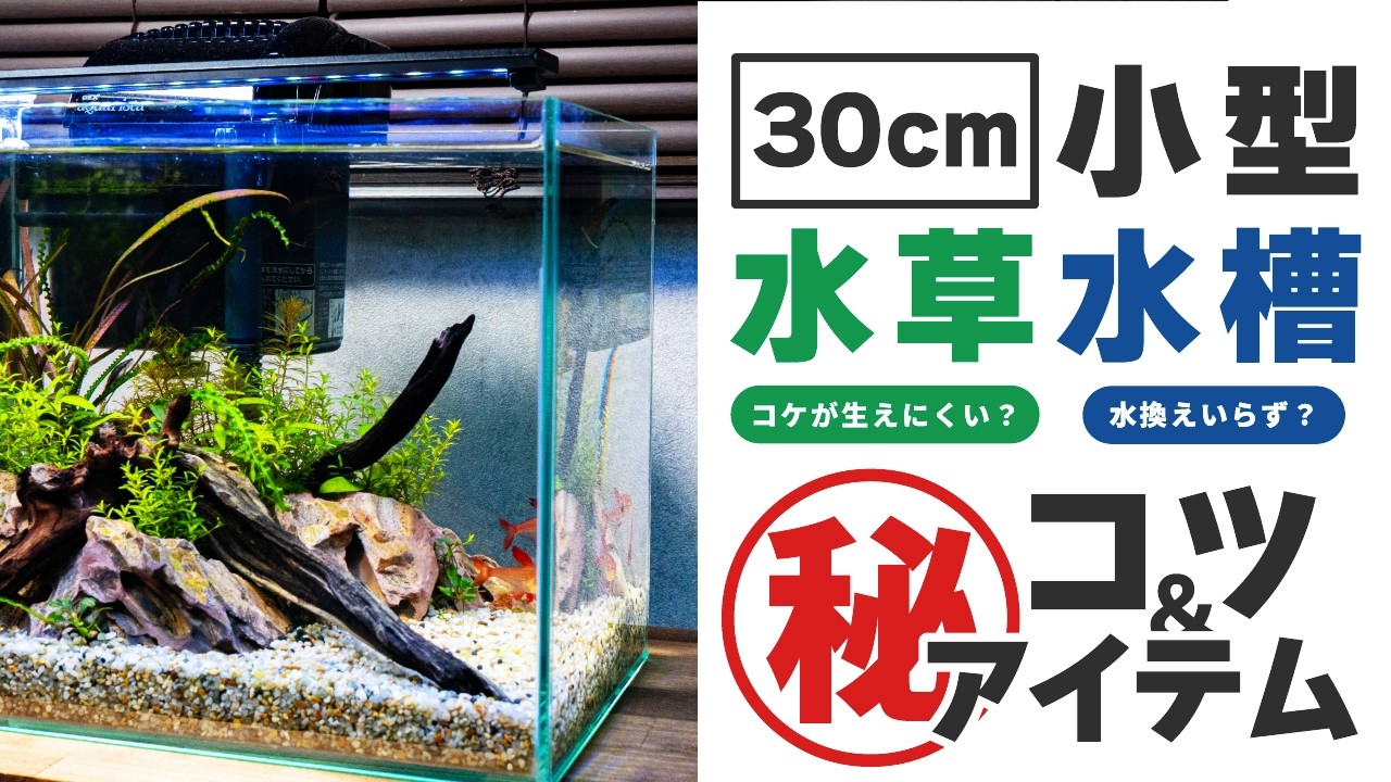 小型水草水槽の成功のコツ&㊙アイテムを紹介！めざせコケに悩まされないアクアリウムライフ！水換え不要？メンテナンスフリー水槽【水槽浄化パック】【水換え不要】【ろ材】