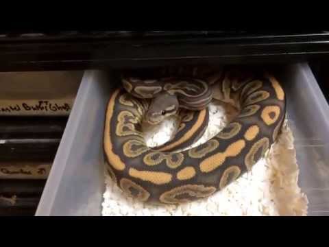 REPTILE ROOM TOUR (NOVEMBER 2015) PART ONE - HATCHLING RACK