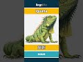 iguana - 鬣蜥 video thumbnail