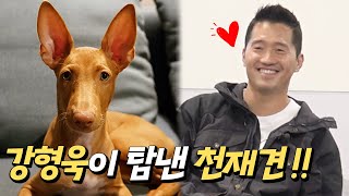 강형욱이 탐낸 천재견, 신비의 견종 3개월 파라오 하운드와 저 세상 터그놀이 | 강형욱의 멍스쿨