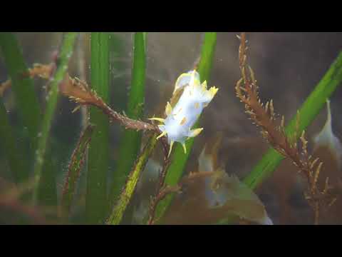 Polycera quadrilineata