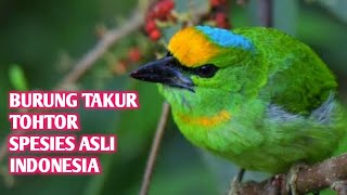 Download lagu Suara Burung Takur Tohtor mp3