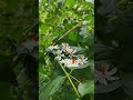 parijat flower #flowers #flowerphotography #plants #plantphotography