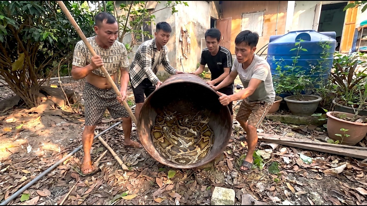 SGiant Python Invades Chicken Farm 🐍 | Dramatic Rescue by Brave Team Caught on Camera!