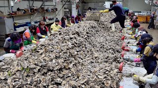 40 Tons of Oysters Mass Production Process. Huge Korean Oyster Farm