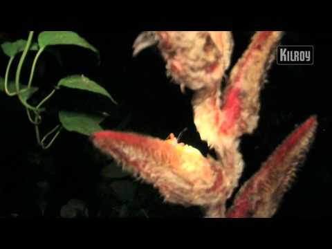 An amazing night walk in the jungle in Ecuador | KILROY