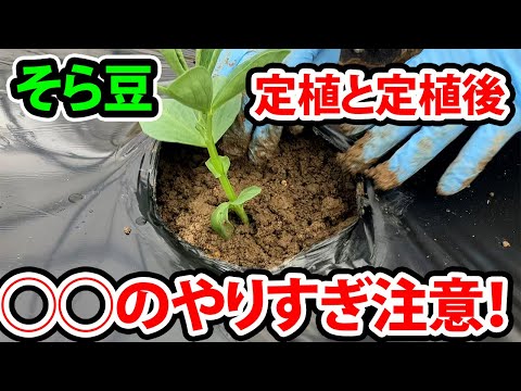 イラクサとトマトの植え付け: イラクサの葉を植え穴に入れるのはなぜですか?  庭園