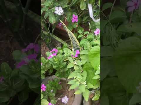 Terrace garden view #garden #gardening #gardenview #views #shorts #explore #trending