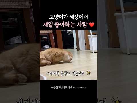 우리집 고양이가 세상에서 제일 좋아하는 사람