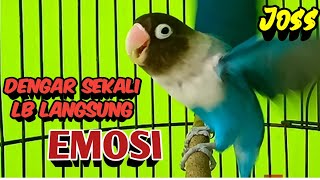 Download lagu Suara Burung Lovebird Ngekek Panjang JOS MANTAB Buat Pancingan, DENGAR SEKALI Labet Langsung EMOSI mp3