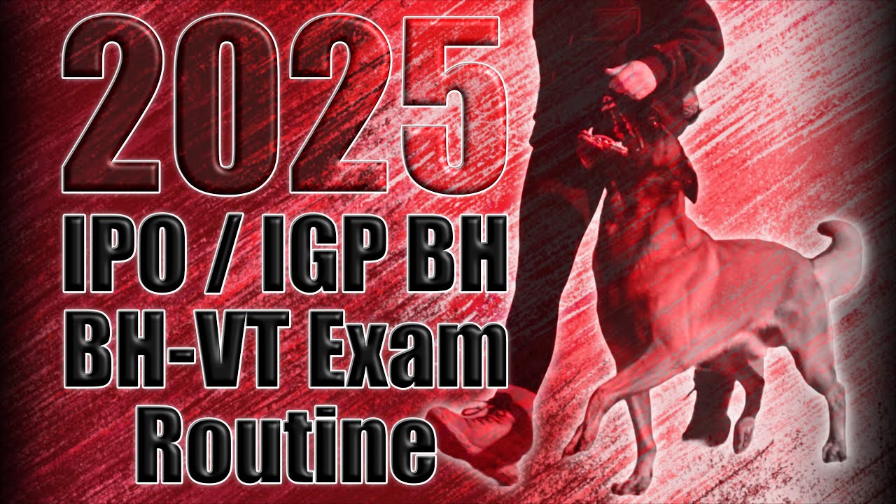 THE NEW schutzhund IPO IGP BH BH-VT Exam Routine 2025 After Rule Change