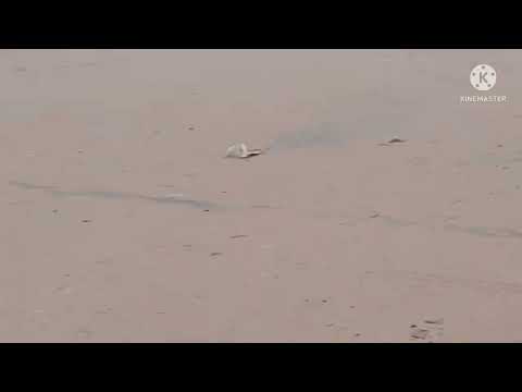 A LITTLE TOUR OF BAGA BEACH 👍