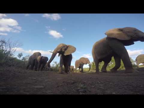 GoPro Awards  African Elephant Bites a GoPro