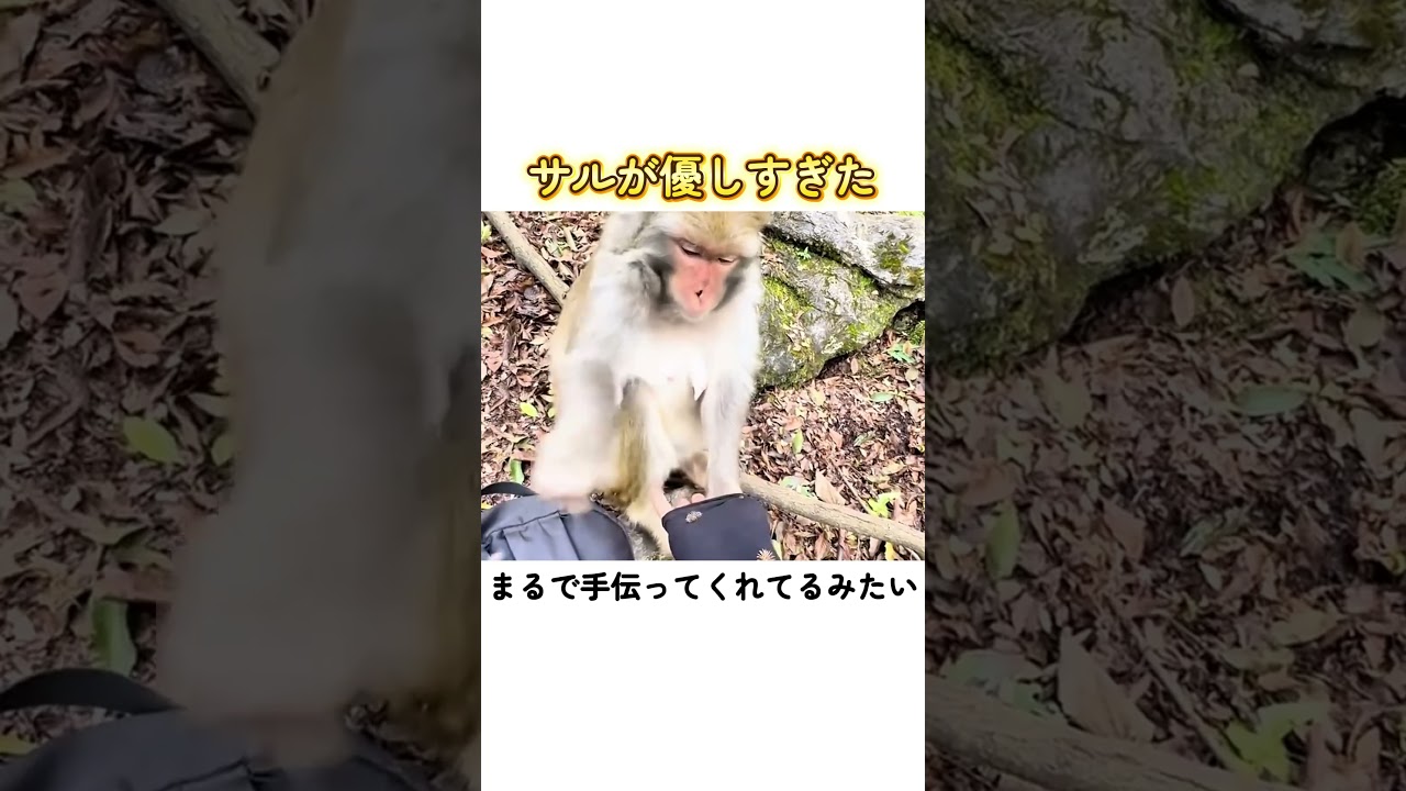 サルが優しすぎた
