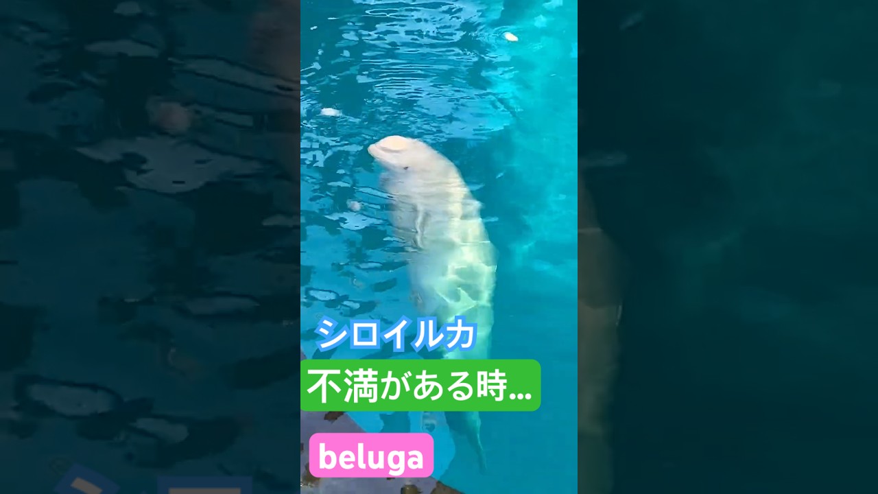 シロイルカの不満 #aquarium #japan #animals #beluga #シロイルカ #水族館#癒し #relaxing #relax#癒し#japantravel #横浜#日本#動物
