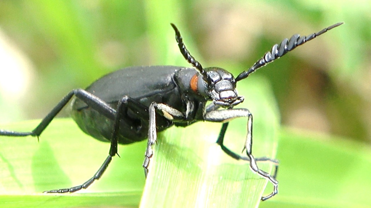 伝説のツシマカブリモドキ