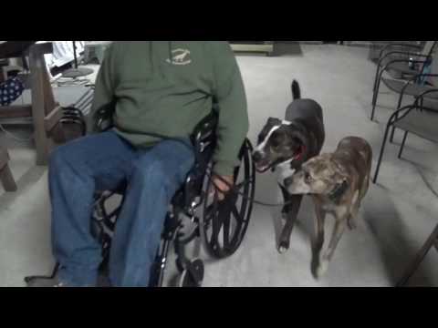 Toby and Tucker wheelchair Dog Obedience