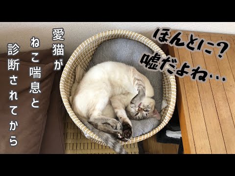 猫の喘鳴 – 原因と対処法