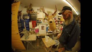 Restoring a 40-year-old deer mount: Part 5