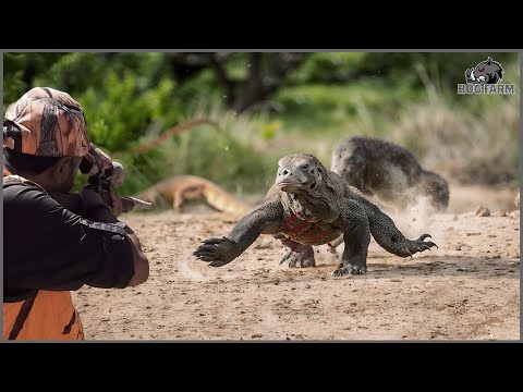 The Challenge of Hunters and Farmers Against Thousands of Komodo Dragons and Giant Lizards