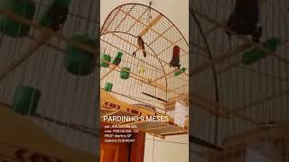 ELSHADAY-348